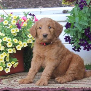 Tina, Goldendoodle Puppy