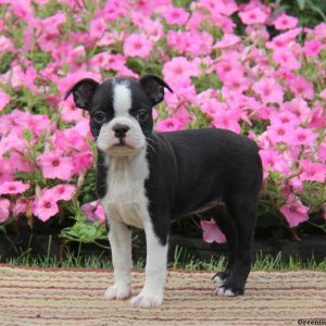 Tina, Boston Terrier Puppy