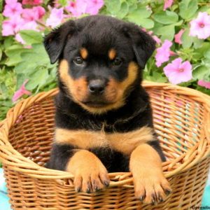 Tina, Rottweiler Puppy