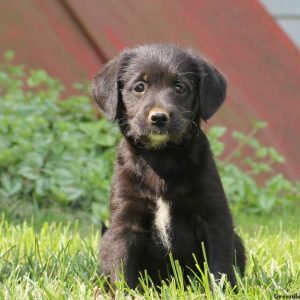 Tina, Labradoodle-Miniature Puppy