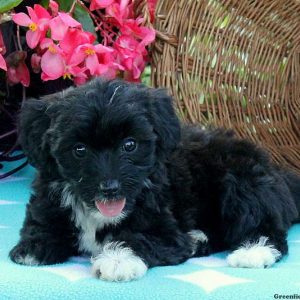 Tina, Miniature Poodle Mix Puppy