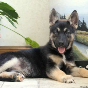 Tinker, Siberian Husky Mix Puppy