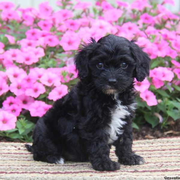 Tiny, Cavapoo Puppy