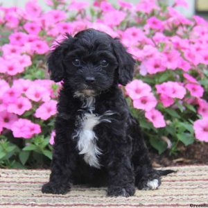 Tiny, Cavapoo Puppy