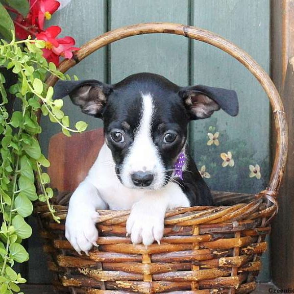 Tippy, Boston Terrier Mix Puppy