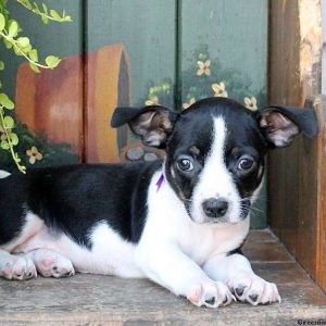 Tippy, Boston Terrier Mix Puppy