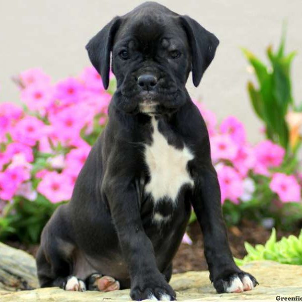 Tisha, Boxer Puppy