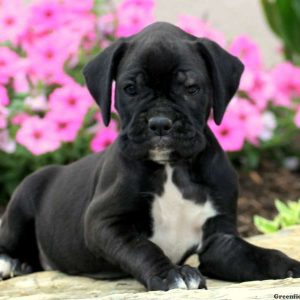 Tisha, Boxer Puppy