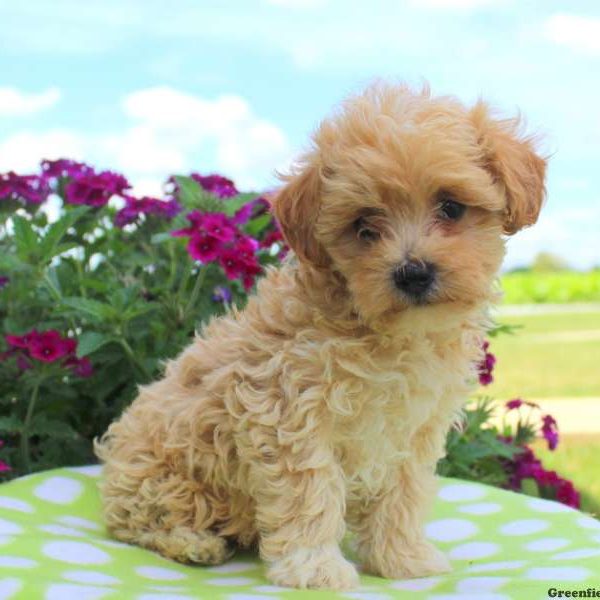 Toby, Miniature Poodle Mix Puppy