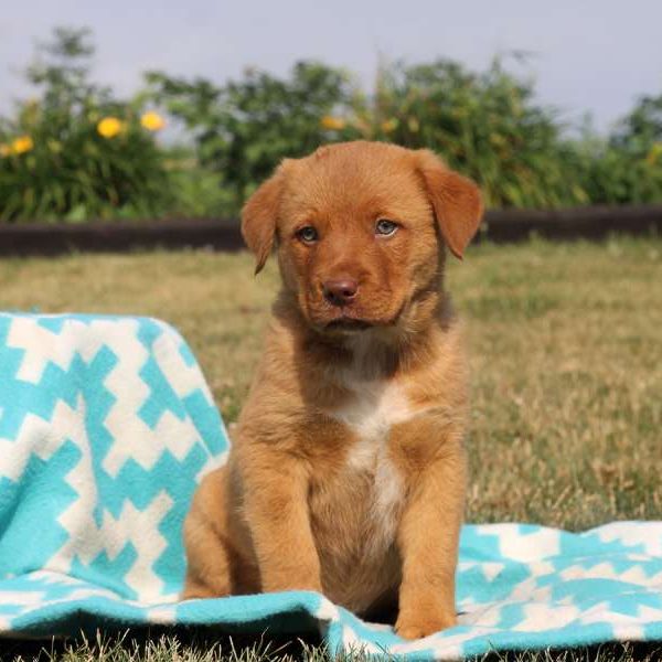 Toby, Rottweiler Mix Puppy