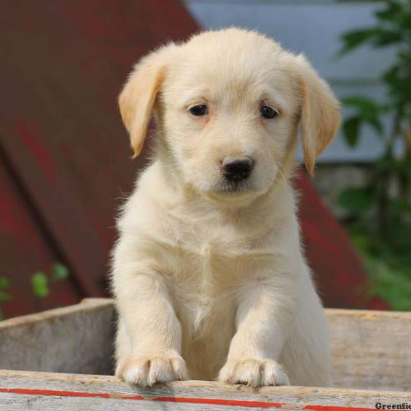 Toby, Labradoodle-Miniature Puppy