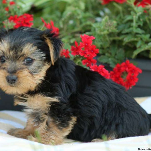 Toby, Yorkshire Terrier Puppy