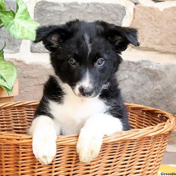 Toby, Border Collie Puppy