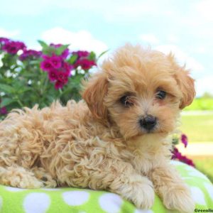 Toby, Miniature Poodle Mix Puppy