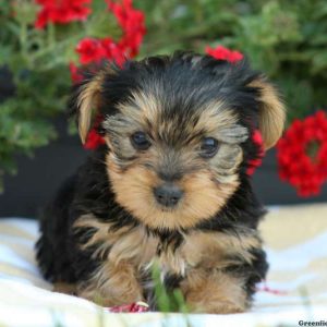 Toby, Yorkshire Terrier Puppy