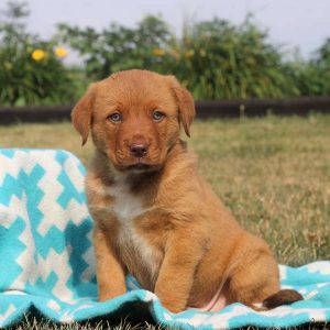 Toby, Rottweiler Mix Puppy