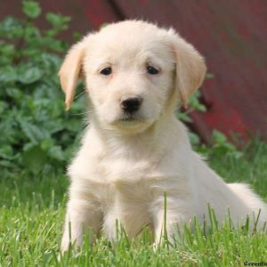 Toby, Labradoodle-Miniature Puppy