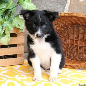 Toby, Border Collie Puppy