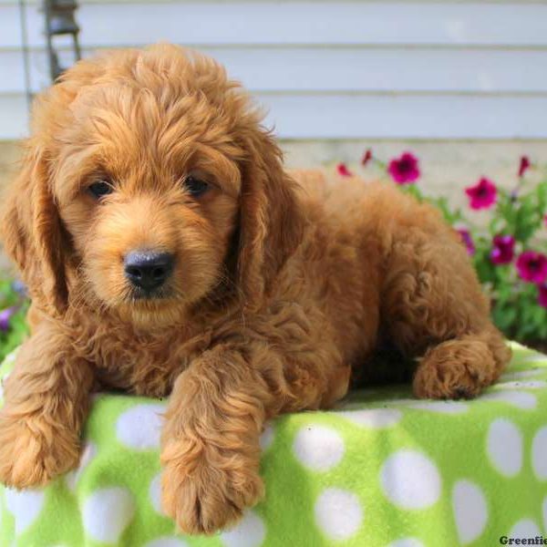 Todd, Goldendoodle-Miniature Puppy