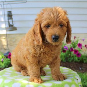 Todd, Goldendoodle-Miniature Puppy