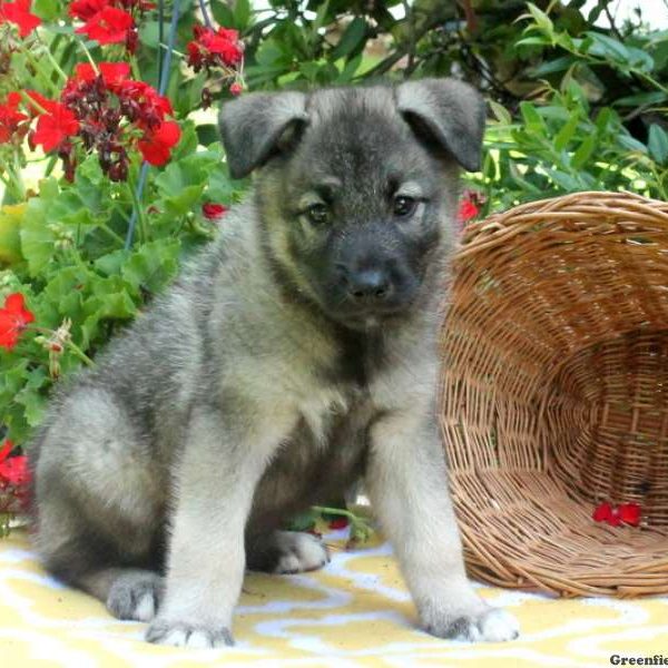 Tommy, Norwegian Elkhound Puppy