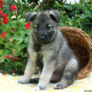 Tommy, Norwegian Elkhound Puppy