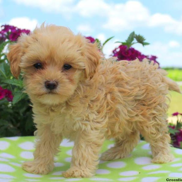 Tonya, Miniature Poodle Mix Puppy