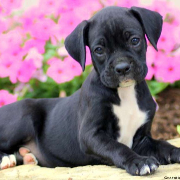 Tonya, Boxer Puppy