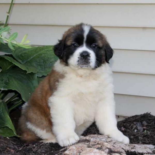 Tonya, Saint Bernard Puppy