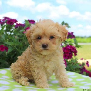 Tonya, Miniature Poodle Mix Puppy