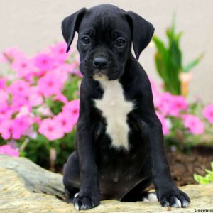 Tonya, Boxer Puppy