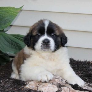 Tonya, Saint Bernard Puppy