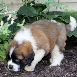 Tonya, Saint Bernard Puppy