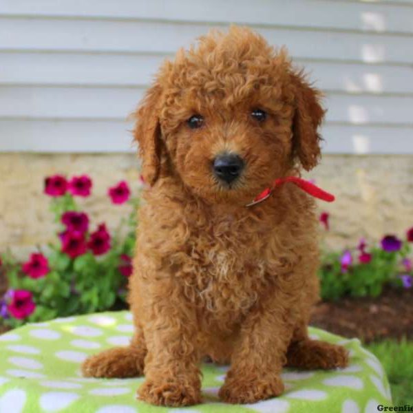 Tootsie, Goldendoodle-Miniature Puppy