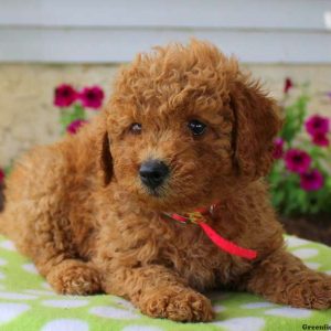 Tootsie, Goldendoodle-Miniature Puppy