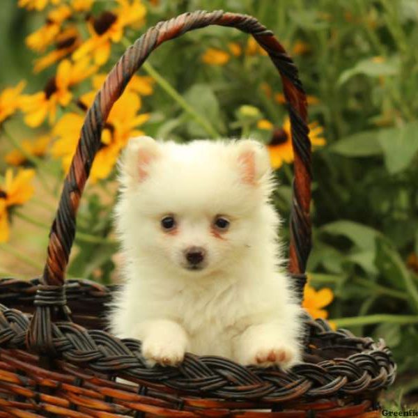 Tory, Pomeranian Puppy