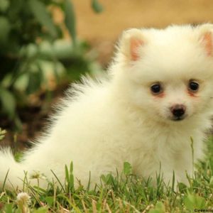 Tory, Pomeranian Puppy