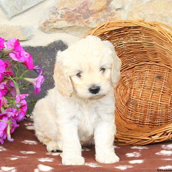 Tracker, Cockapoo Puppy