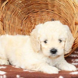 Tracker, Cockapoo Puppy