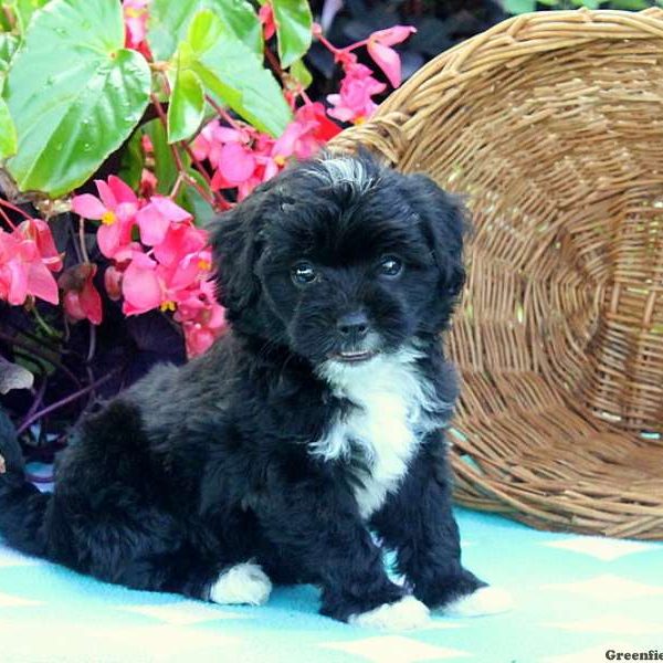 Tracy, Miniature Poodle Mix Puppy