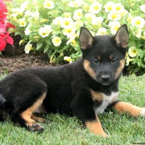 Tracy, Shiba Inu Mix Puppy