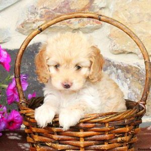 Tracy, Cockapoo Puppy