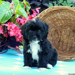 Tracy, Miniature Poodle Mix Puppy