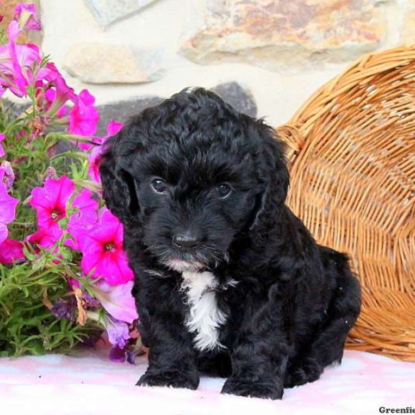 Tramper, Cockapoo Puppy