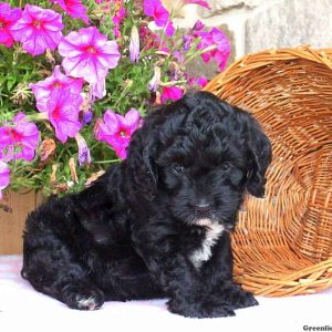 Tramper, Cockapoo Puppy