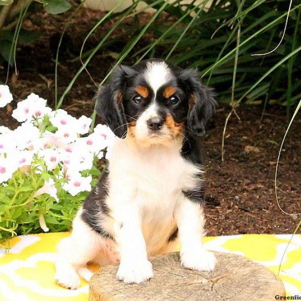 Travis, Cavalier King Charles Spaniel Puppy