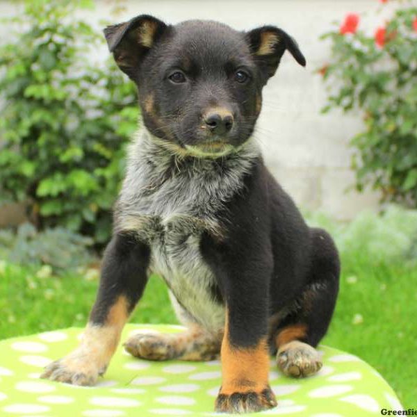 Travis, Blue Heeler – Australian Cattle Dog Puppy