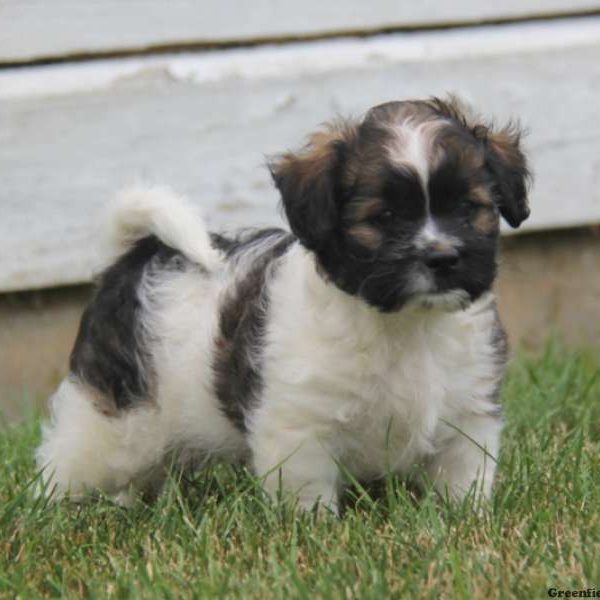 Travis, Shih Tzu Mix Puppy