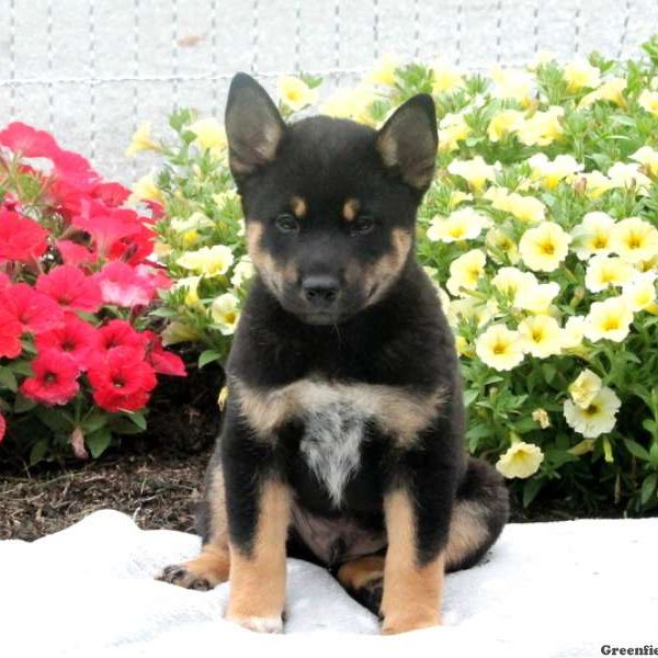 Travis, Shiba Inu Mix Puppy