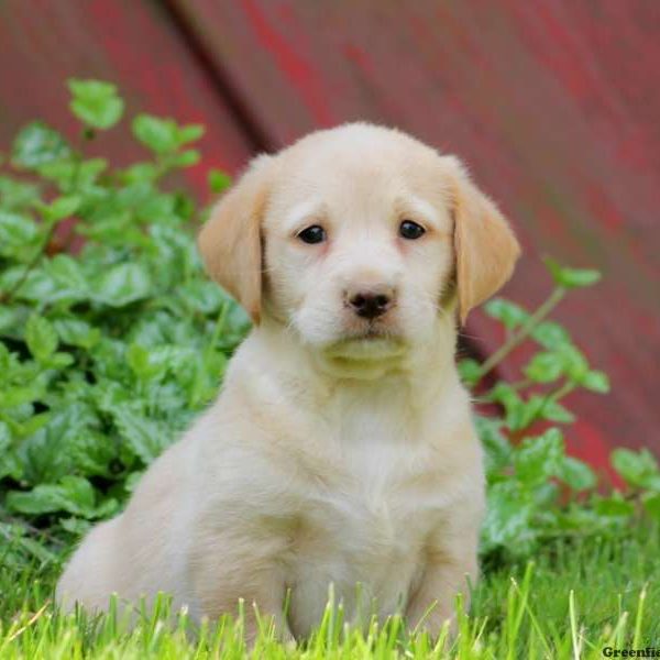 Travis, Labradoodle-Miniature Puppy